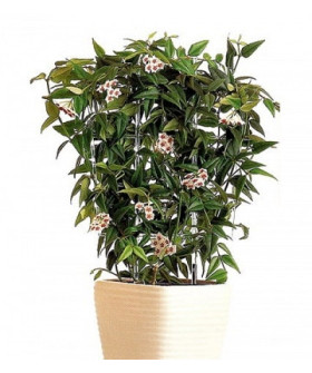 Хойя Белла 12х45см