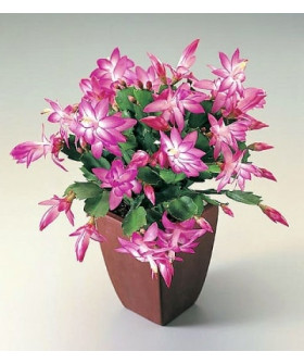 Шлюмбергера 10х20см