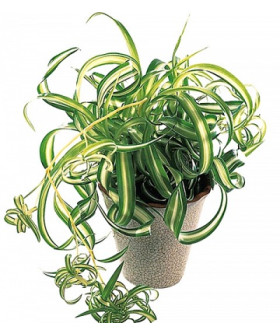 Хлорофитум Бонни 12х20_см