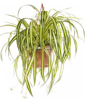 Хлорофитум Вариегатум 12х20_см