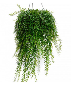 Эсхинантус Яфролепис 15х45см