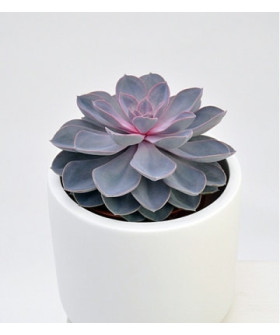 Эхеверия 9х15см